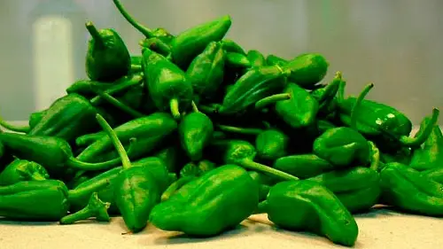 Los productores de pimientos de Herbón buscan mano de obra Los productores de pimientos de Herbón buscan mano de obra
