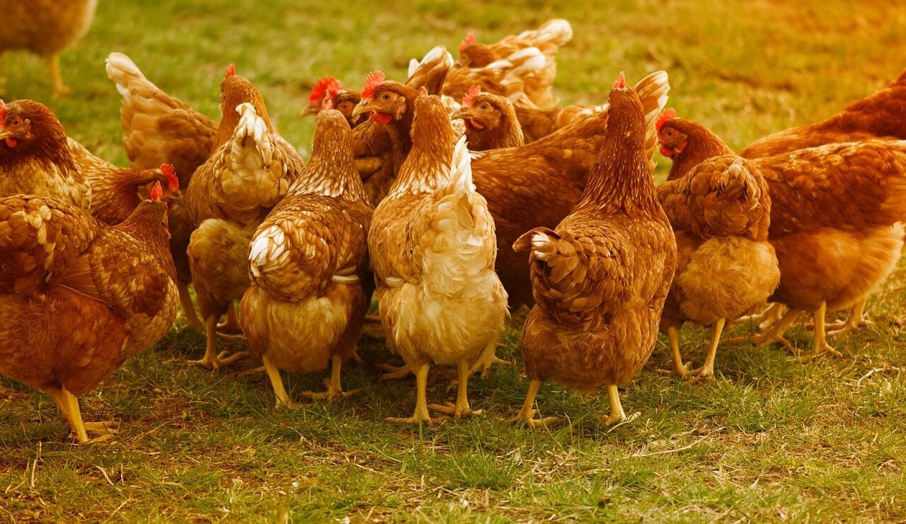 Sacrifican más de 130.000 gallinas por un brote de gripe aviar en una granja de Valladolid