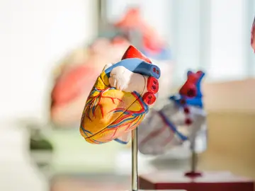 Fotografía de un corazón Fotografía de un corazón