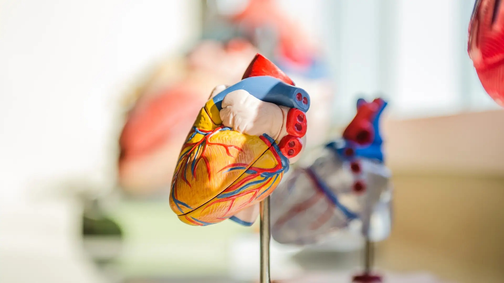 Fotografía de un corazón Fotografía de un corazón