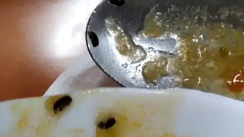 Gusanos comida academia GC Jaén Gusanos comida academia GC Jaén