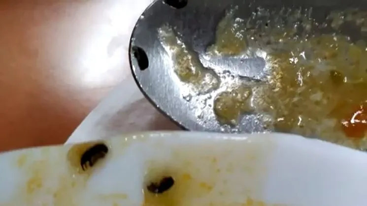 Gusanos comida academia GC Jaén Gusanos comida academia GC Jaén