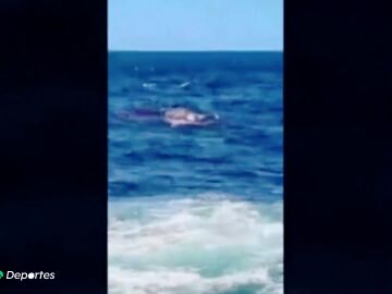 Muere un nadador en Sídney tras ser atacado por un tiburón blanco