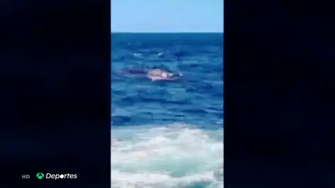 Muere un nadador en Sídney tras ser atacado por un tiburón blanco Muere un nadador en Sídney tras ser atacado por un tiburón blanco