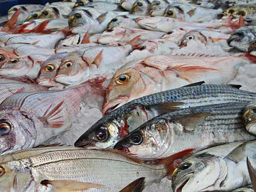 ¿Es verdad lo que se dice que el pescado de piscifactoría es 'malo'? ¿Es verdad lo que se dice que el pescado de piscifactoría es 'malo'?