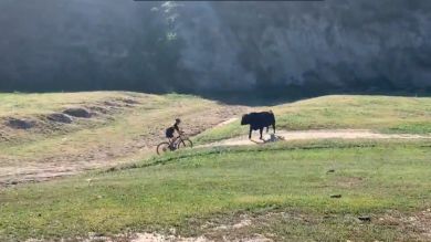 La brutal embestida de un toro a un ciclista en una competición de montaña en California