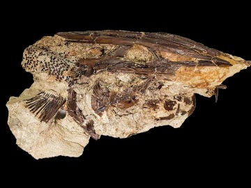 ¿Cuándo cayó el meteorito que acabó con los dinosaurios? Un grupo de científicos lo descubre