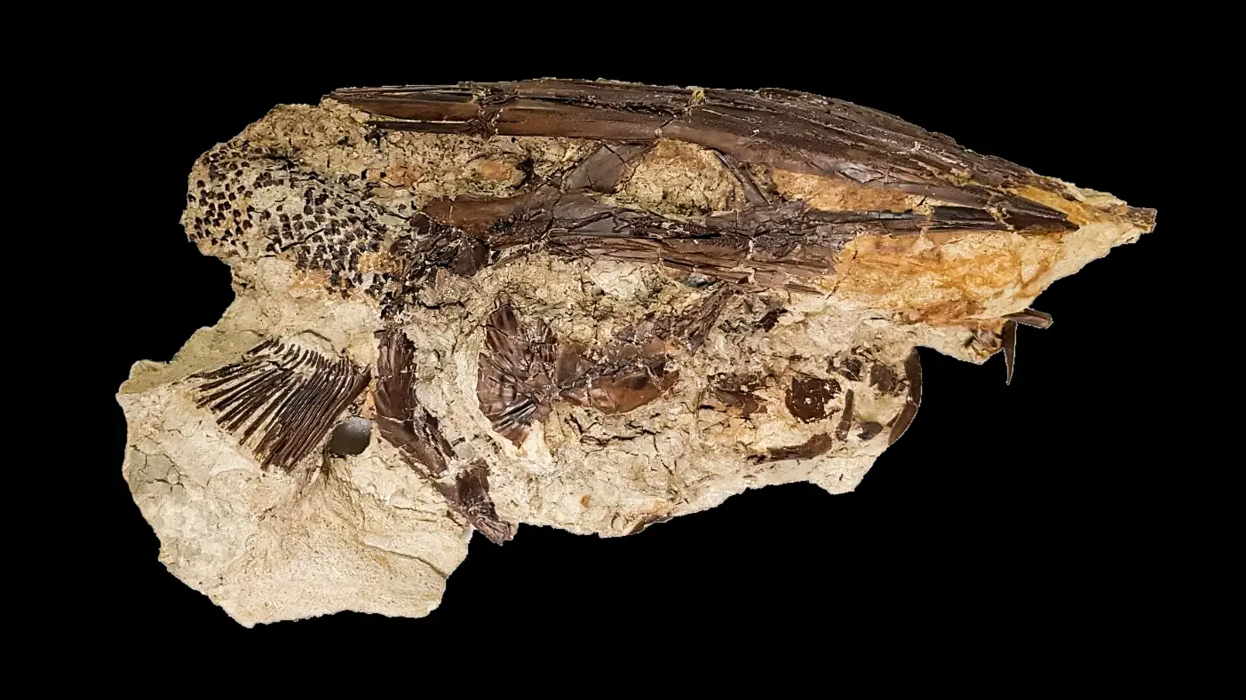 ¿Cuándo cayó el meteorito que acabó con los dinosaurios? Un grupo de científicos lo descubre ¿Cuándo cayó el meteorito que acabó con los dinosaurios? Un grupo de científicos lo descubre