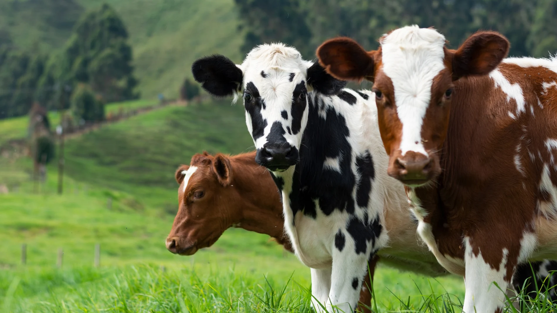 Vacas Vacas