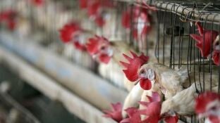Imagen de archivo de gallinas