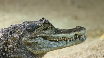 Pánico en Florida tras escaparse un cocodrilo de dos metros y deambular a sus anchas por la calle