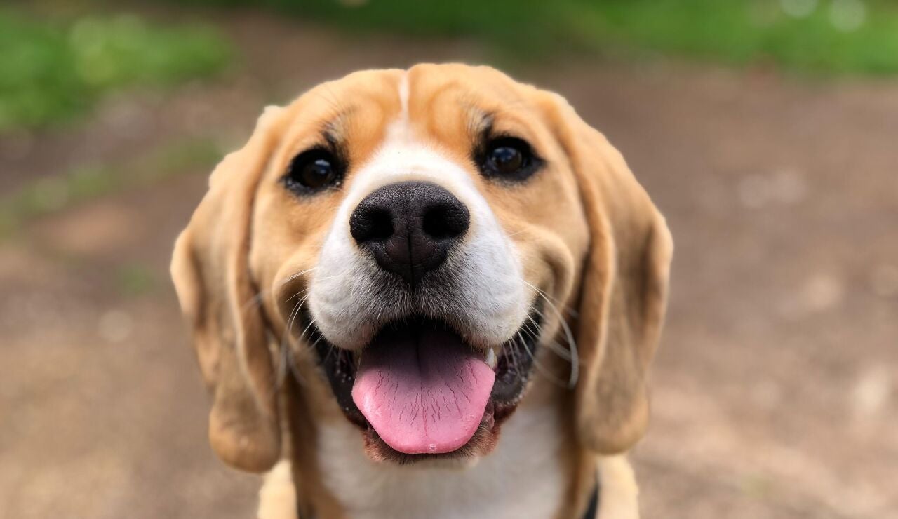 Perro