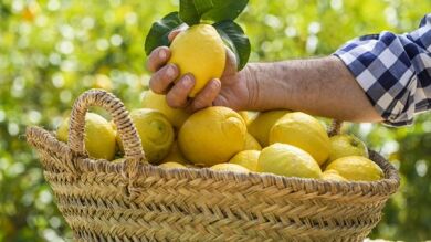 Tres beneficios del limón de Europa avalados por la ciencia y que seguramente desconocías 