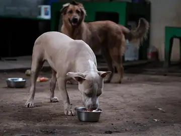 Encuentran 12 perros muertos y rescatan a 18 abandonados en una finca de Lloret de Mar Encuentran 12 perros muertos y rescatan a 18 abandonados en una finca de Lloret de Mar