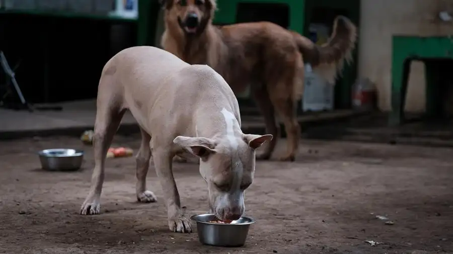 Encuentran 12 perros muertos y rescatan a 18 abandonados en una finca de Lloret de Mar 