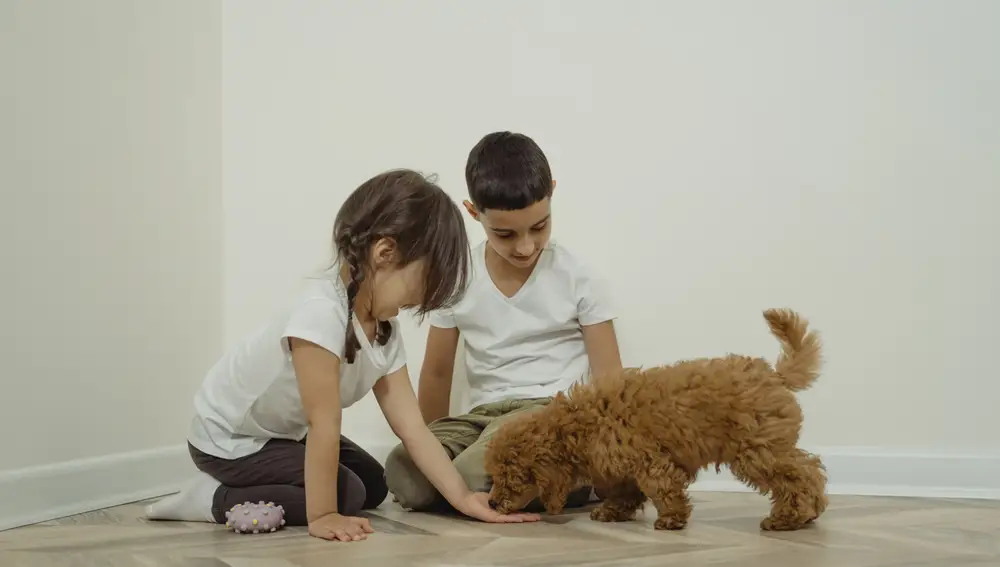 Niños jugando con perro caniche
