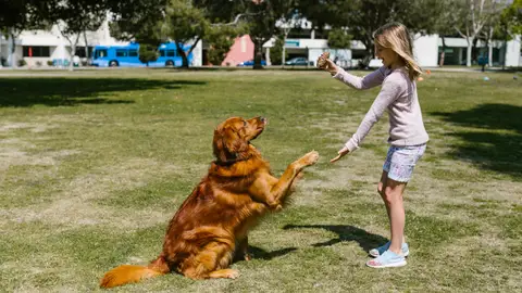 Golden retriver jugando con una niña Golden retriver jugando con una niña