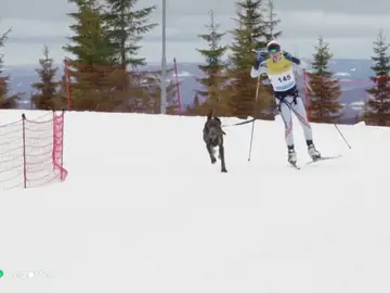 Skijoring: el arte de esquiar con propulsión animal