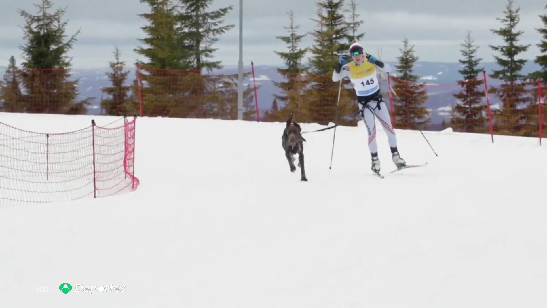 Skijoring: el arte de esquiar con propulsión animal
