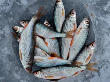 Piezas de pescado fresco. Piezas de pescado fresco.