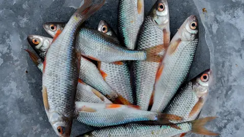 Piezas de pescado fresco. Piezas de pescado fresco.