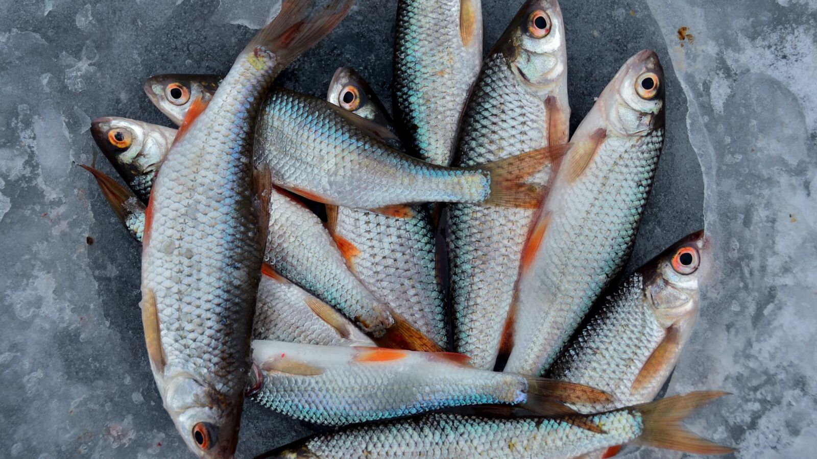 Cómo elegir el mejor pescado (y que no te la cuelen)