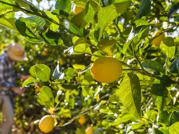 Agricultor recolectando limones Agricultor recolectando limones