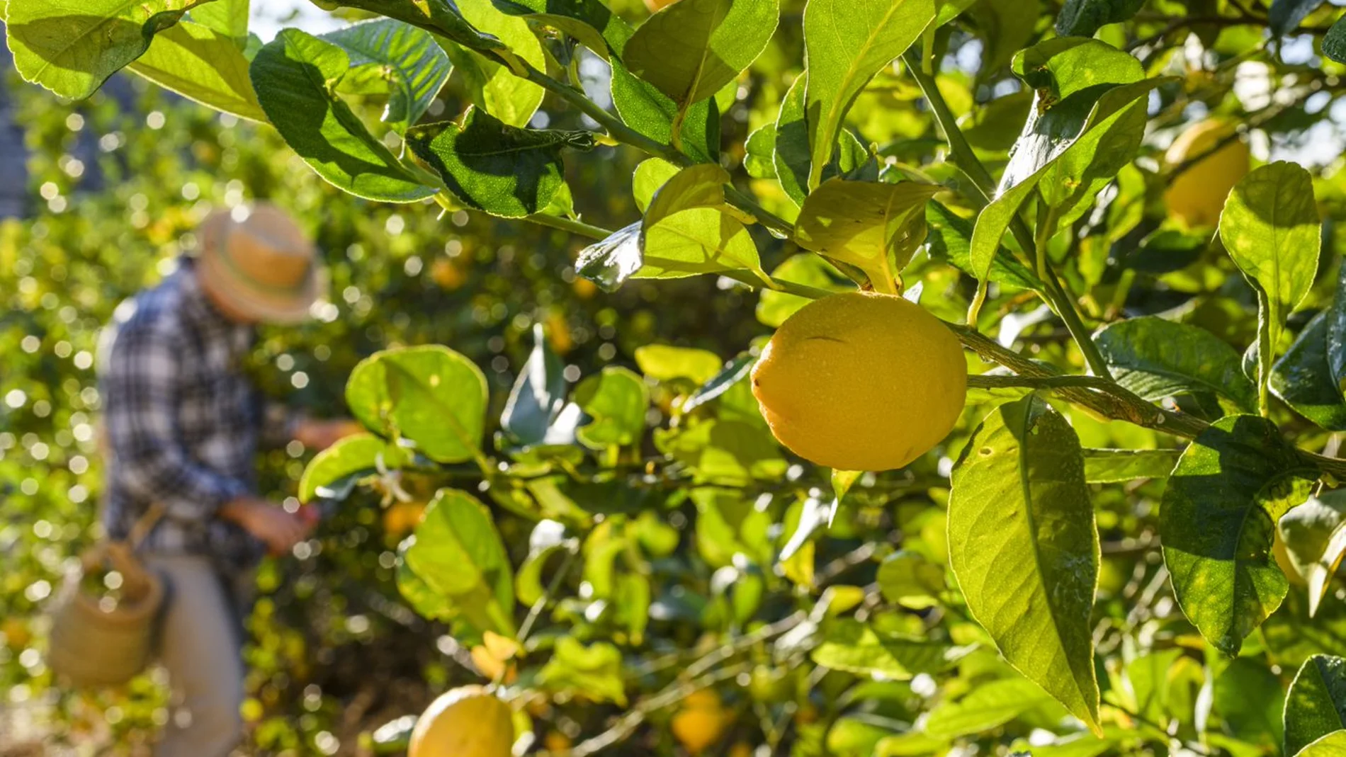 Agricultor recolectando limones