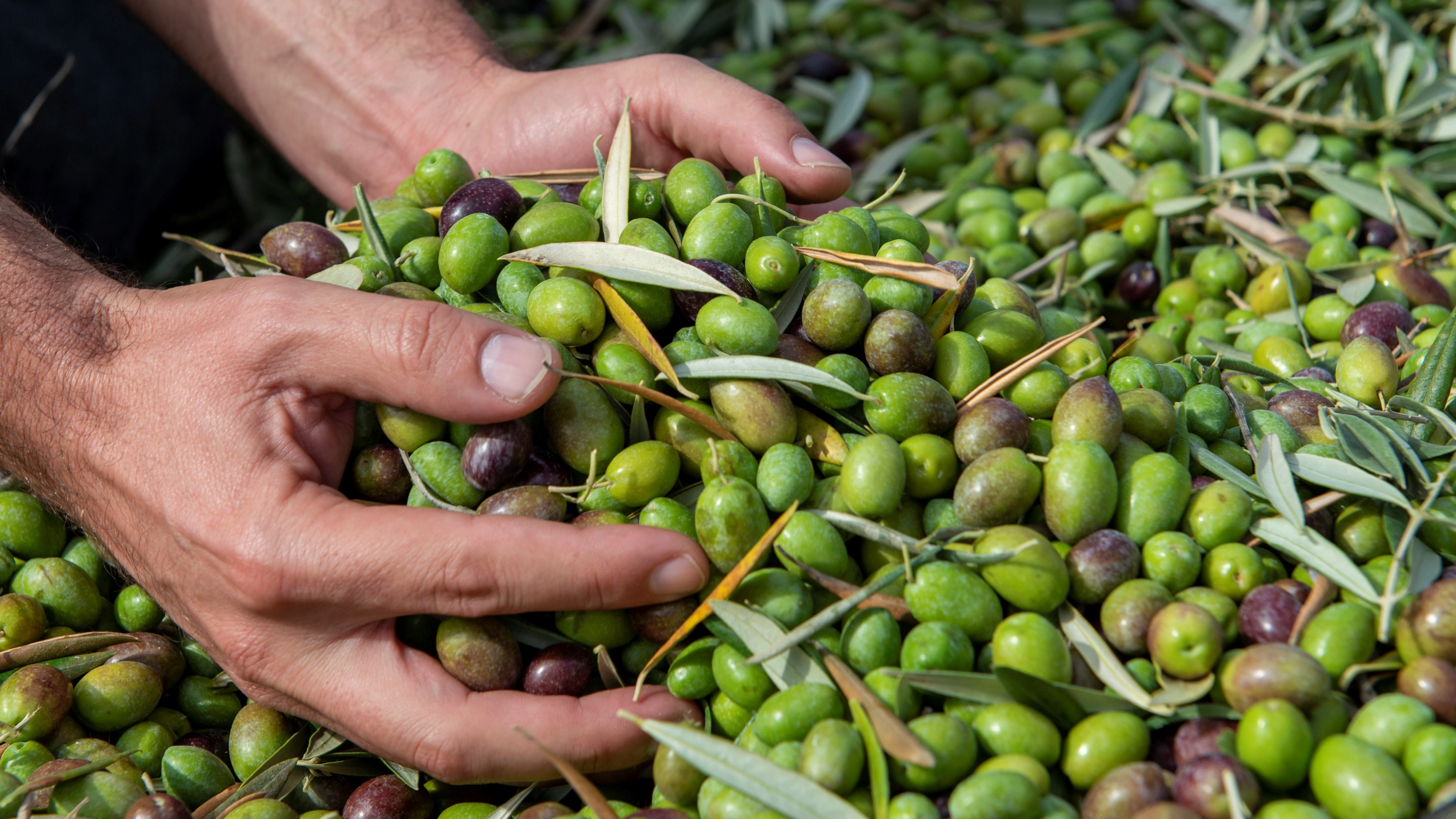 Olivas para la elaboraci&oacute;n de aceite