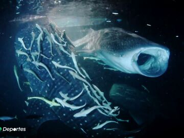 La espectacular fotografía de tiburones ballena captada por Rafa Fernández, el mejor fotógrafo submarino del año