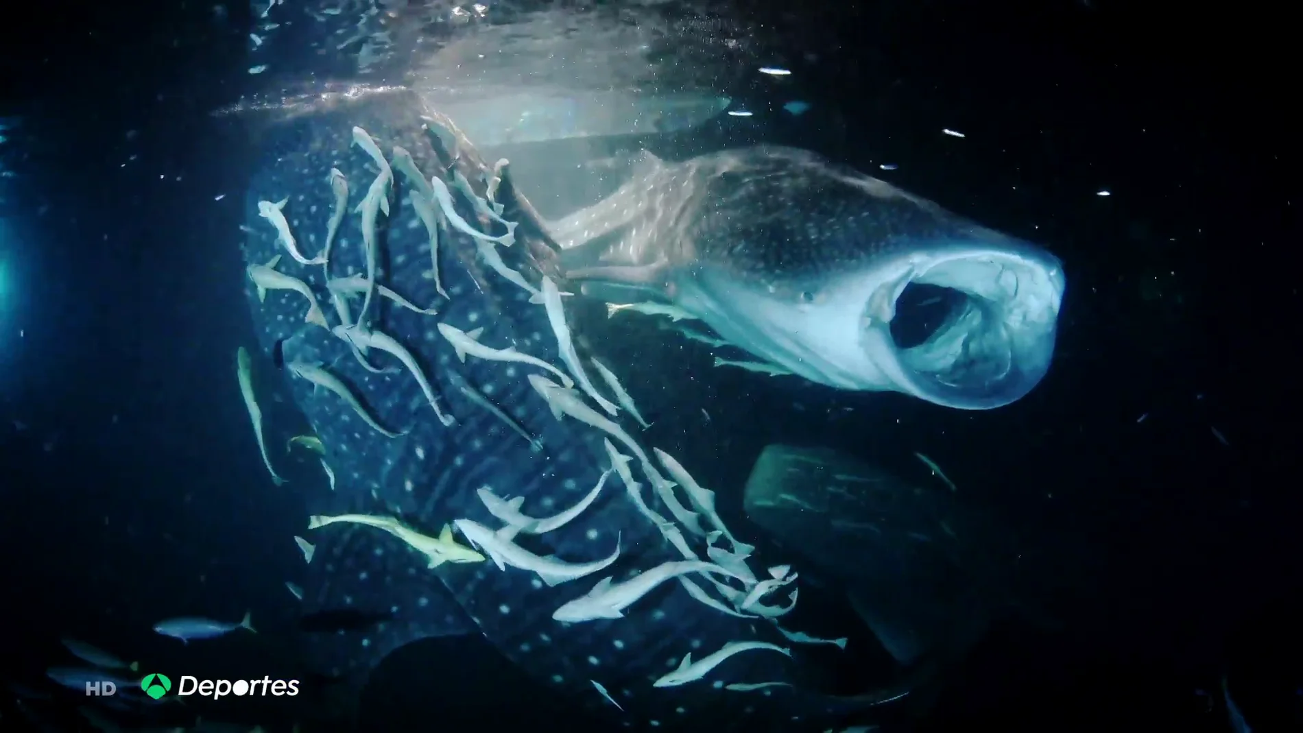 La espectacular fotografía de tiburones ballena captada por Rafa Fernández, el mejor fotógrafo submarino del año