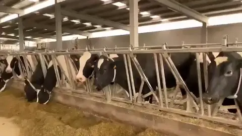 Un ganadero de Lugo relata la precaria situación del sector primario: "Llevamos lo que va de año trabajando a pérdidas" Un ganadero de Lugo relata la precaria situación del sector primario: "Llevamos lo que va de año trabajando a pérdidas"