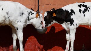 Vacas aliment&aacute;ndose 