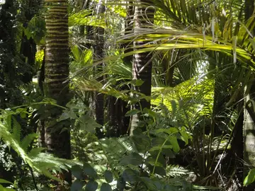 Encuentran con vida en Brasil a dos niños perdidos 26 días en la selva amazónica Encuentran con vida en Brasil a dos niños perdidos 26 días en la selva amazónica
