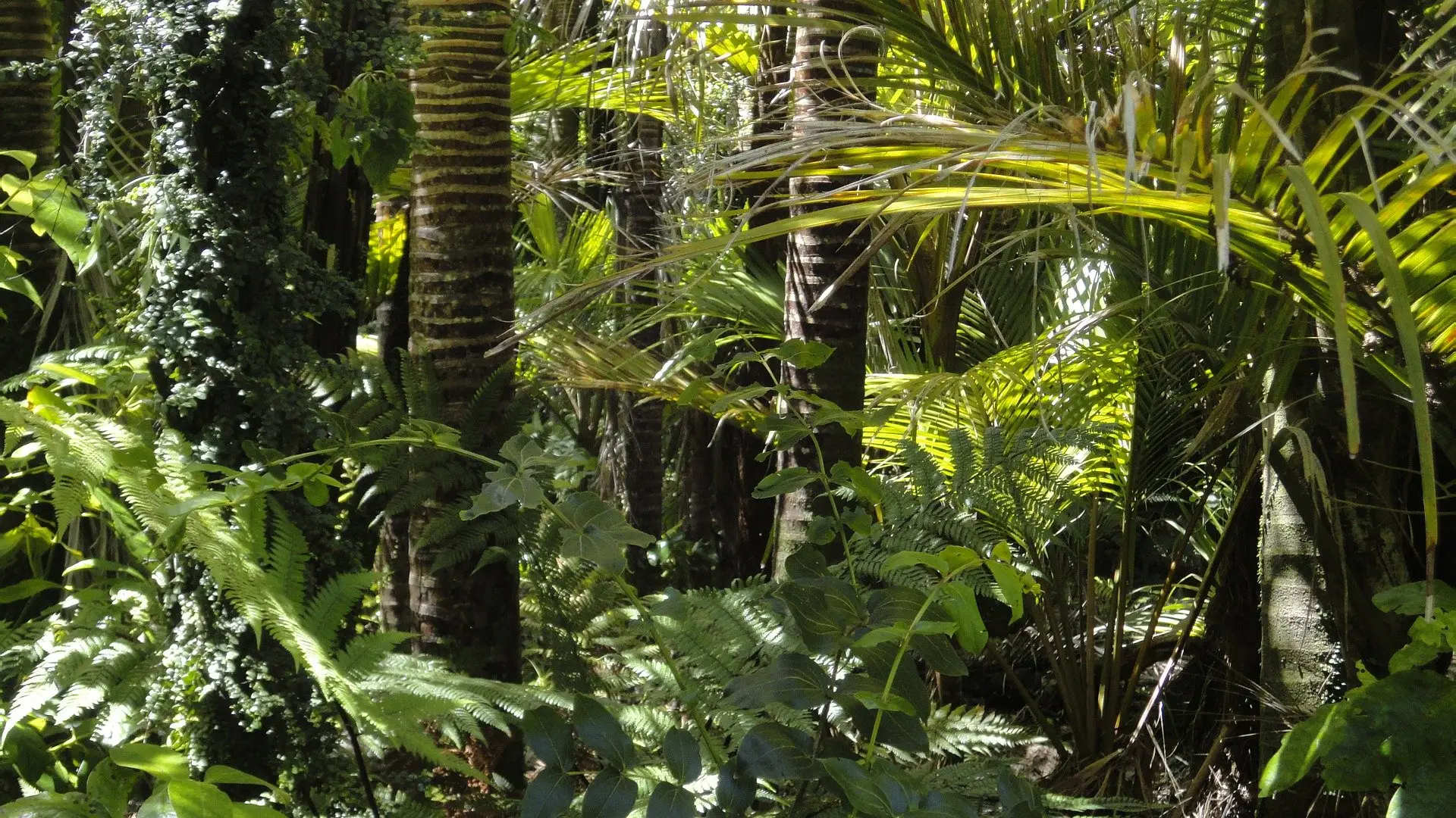 Encuentran con vida en Brasil a dos ni&ntilde;os perdidos 26 d&iacute;as en la selva amaz&oacute;nica