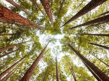Día Internacional de los Bosques 2022 Día Internacional de los Bosques 2022