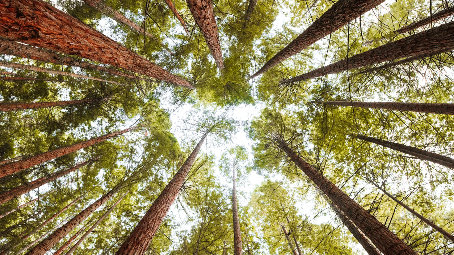 Día Internacional de los Bosques 2022: ¿Por qué se celebra el 21 de marzo?