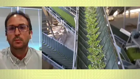 Pueblo aceitunero. Pueblo aceitunero.