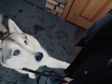 Husky siberiano