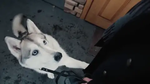 Husky siberiano Husky siberiano