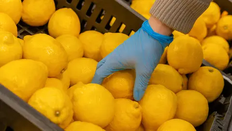 Comprador selecciona limones en el supermercado PRODUCTOS FRESCOS