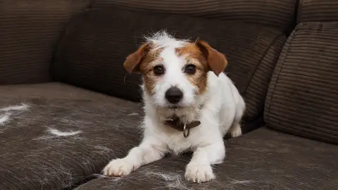El pelo es una de las causas de la alergia a las mascotas. El pelo es una de las causas de la alergia a las mascotas.
