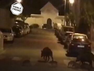 El jabalí, el animal más peligroso para los conductores españoles, seguido del corzo y del perro