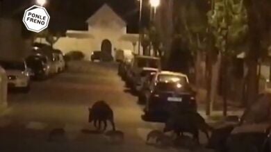 El jabalí es el animal más peligroso para los conductores españoles, seguido del corzo y del perro