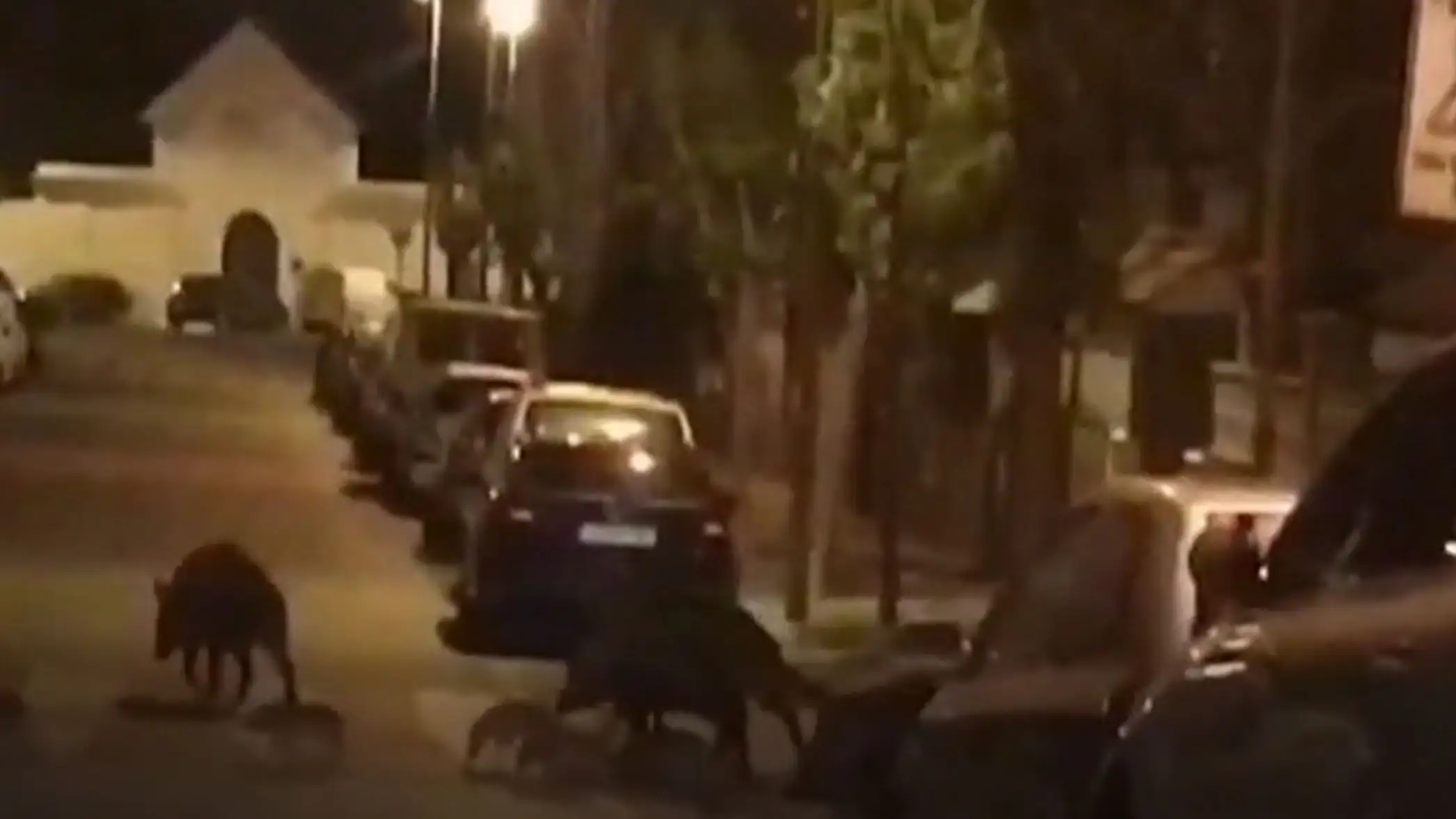 El jabal&iacute;, el animal m&aacute;s peligroso para los conductores espa&ntilde;oles, seguido del corzo y del perro
