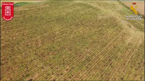 La mayor plantación de marihuana en toda Europa se encontraba en Navarra. La mayor plantación de marihuana en toda Europa se encontraba en Navarra.