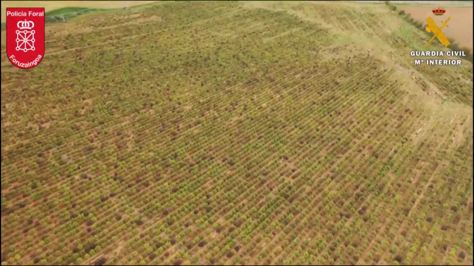 Desmantelan en Navarra la mayor plantación de marihuana en Europa, valorada en 100 millones de euros