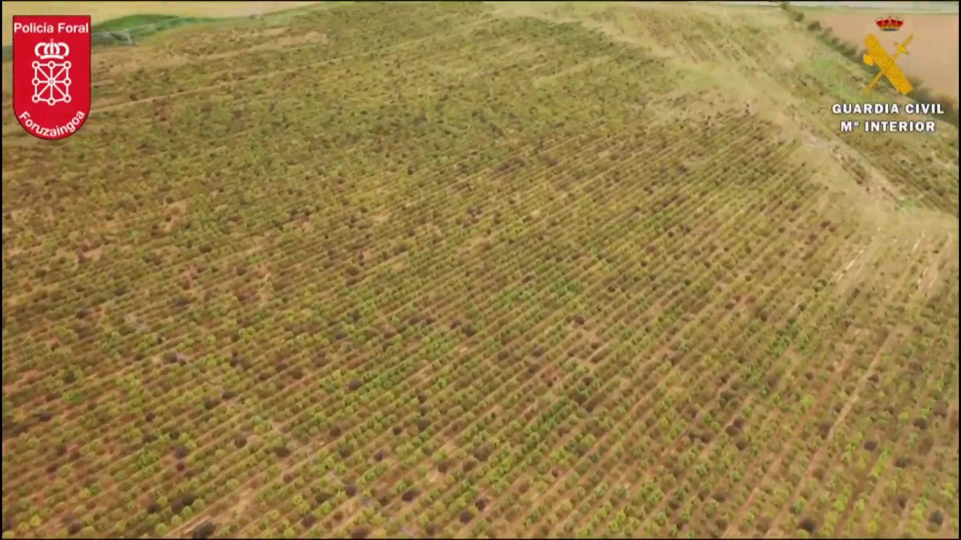 La mayor plantación de marihuana en toda Europa se encontraba en Navarra. La mayor plantación de marihuana en toda Europa se encontraba en Navarra.