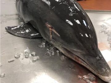 El delfín hallado en Florida