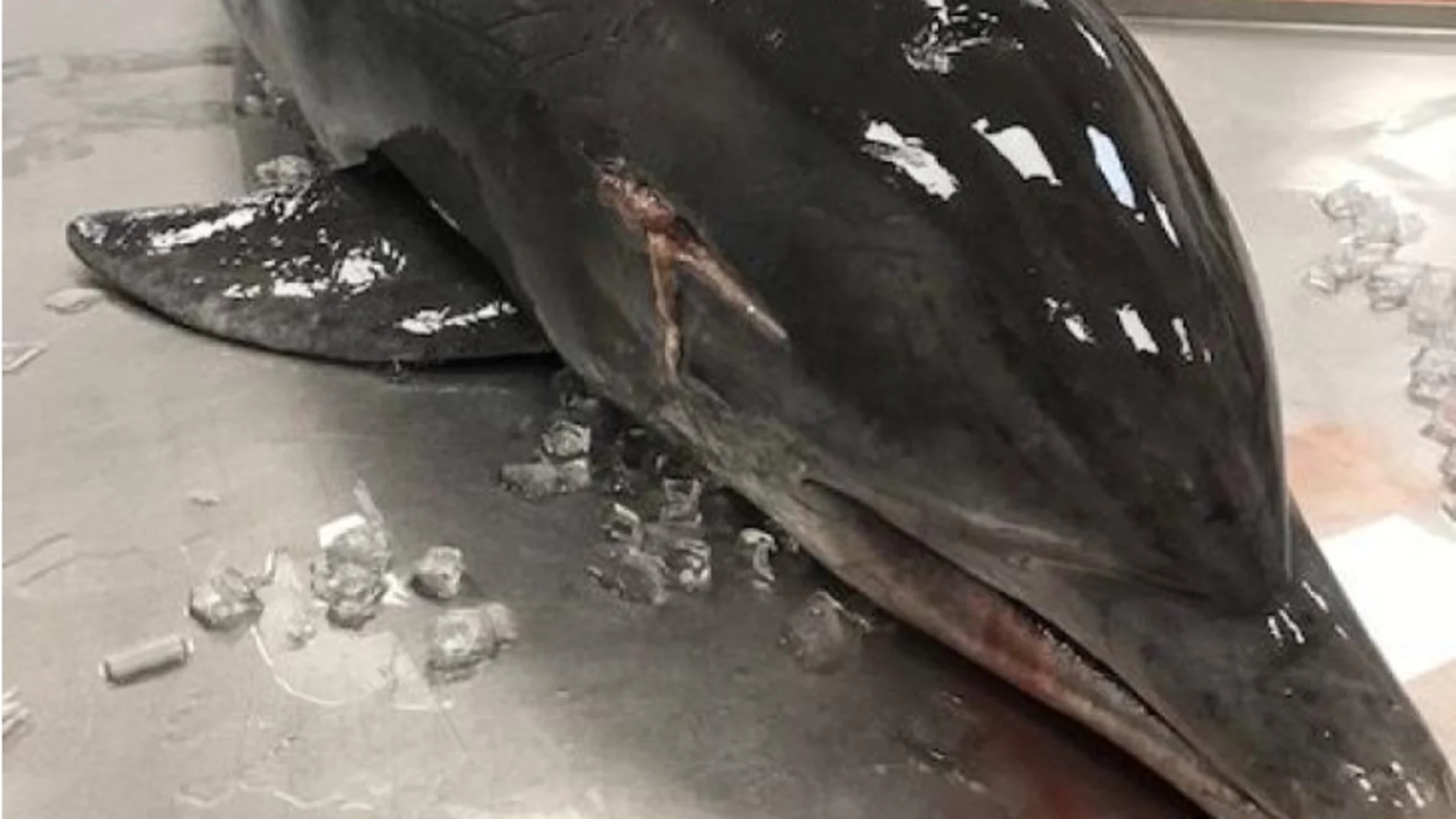 El delfín hallado en Florida